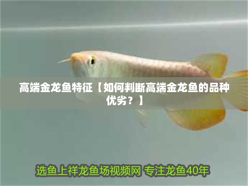 高端金龍魚特征【如何判斷高端金龍魚的品種優(yōu)劣？】