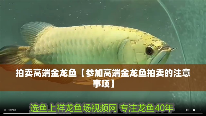 拍賣高端金龍魚【參加高端金龍魚拍賣的注意事項】
