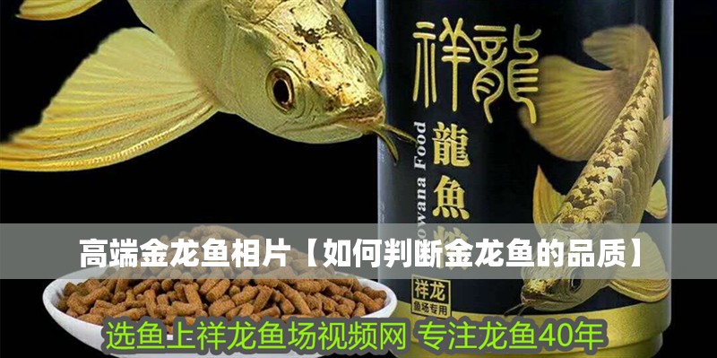 高端金龍魚相片【如何判斷金龍魚的品質】