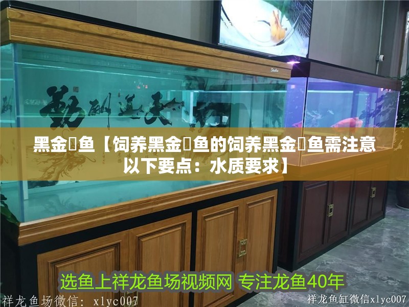 黑金魟魚【飼養黑金魟魚的飼養黑金魟魚需注意以下要點：水質要求】