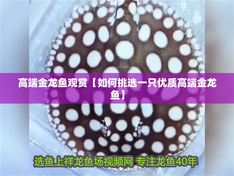 高端金龍魚觀賞【如何挑選一只優(yōu)質(zhì)高端金龍魚】