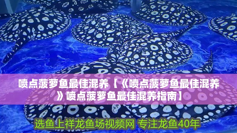 噴點菠蘿魚最佳混養【《噴點菠蘿魚最佳混養》噴點菠蘿魚最佳混養指南】
