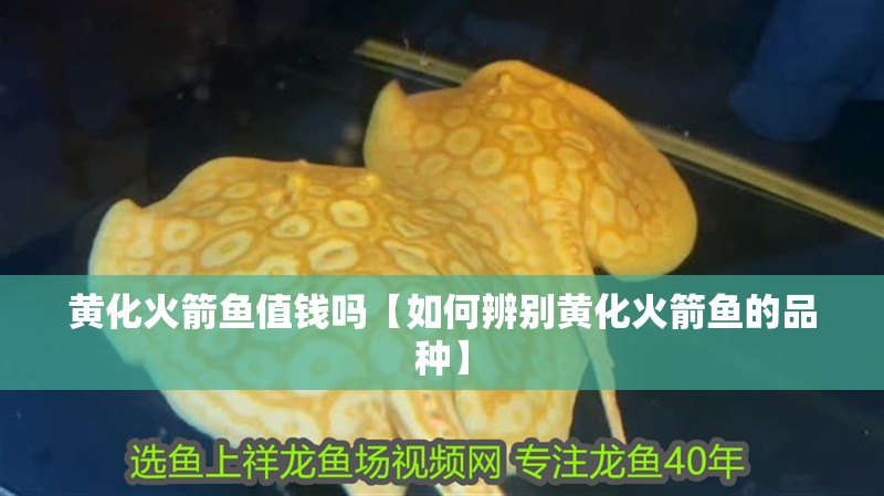 黃化火箭魚值錢嗎【如何辨別黃化火箭魚的品種】