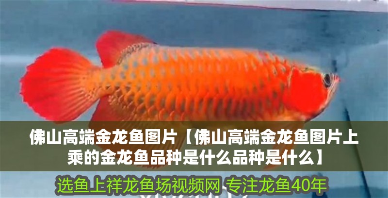 佛山高端金龍魚圖片【佛山高端金龍魚圖片上乘的金龍魚品種是什么品種是什么】