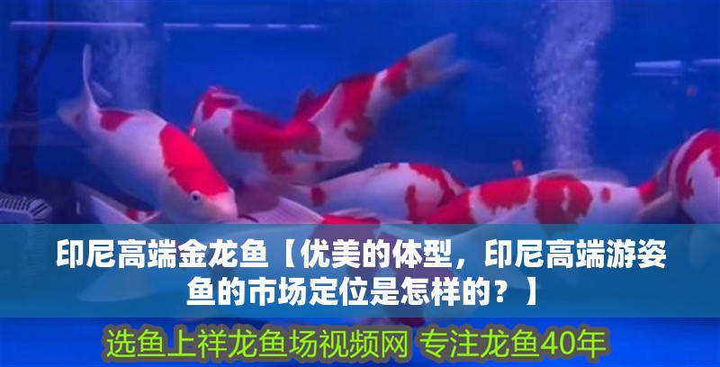 印尼高端金龍魚【優美的體型，印尼高端游姿魚的市場定位是怎樣的？】 印尼高端金龍魚【優美的體型，印尼高端游姿魚的市場定位是怎樣的？】 水族問答