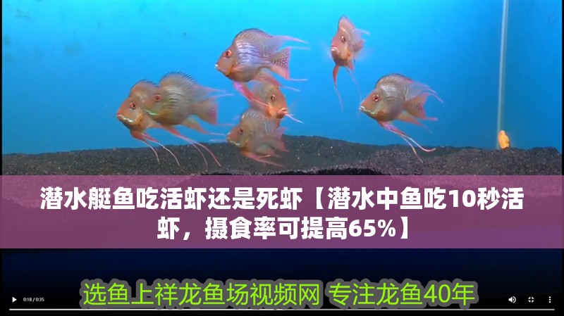 潛水艇魚吃活蝦還是死蝦【潛水中魚吃10秒活蝦，攝食率可提高65%】