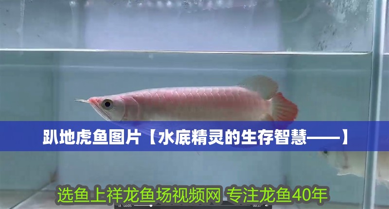 趴地虎魚圖片【水底精靈的生存智慧——】