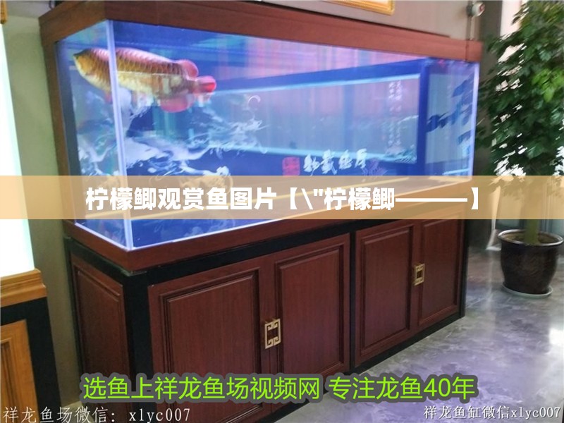 檸檬鯽觀賞魚圖片【\