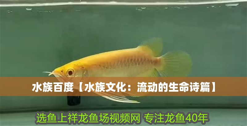 水族百度【水族文化：流動的生命詩篇】