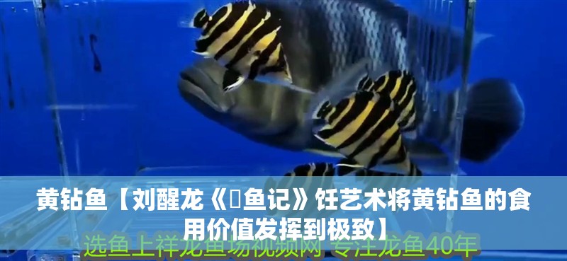 黃鉆魚【劉醒龍《鳡魚記》飪藝術將黃鉆魚的食用價值發揮到極致】