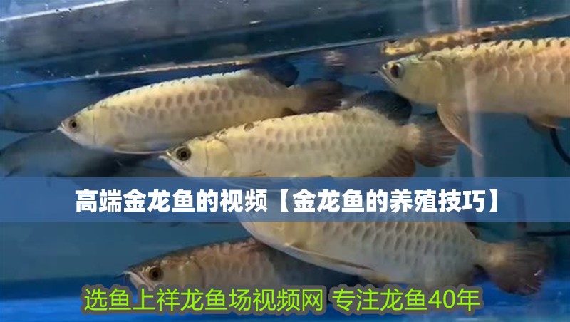 高端金龍魚的視頻【金龍魚的養(yǎng)殖技巧】