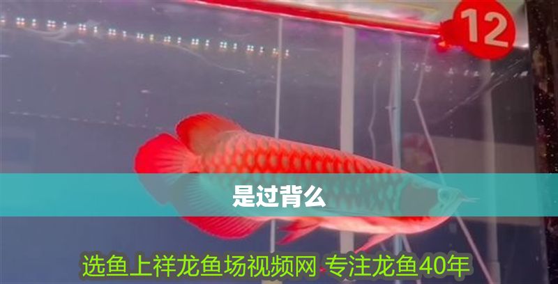 是過背么 黃金貓魚百科 第1張 是過背么 是過背么 黃金貓魚百科 第1張