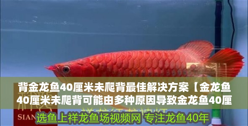 背金龍魚40厘米未爬背最佳解決方案【金龍魚40厘米未爬背可能由多種原因?qū)е陆瘕堲~40厘米未爬背】