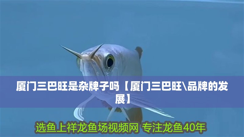 廈門三巴旺是雜牌子嗎【廈門三巴旺\品牌的發展】