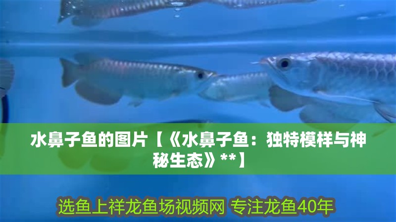 水鼻子魚的圖片【《水鼻子魚：獨特模樣與神秘生態(tài)》**】