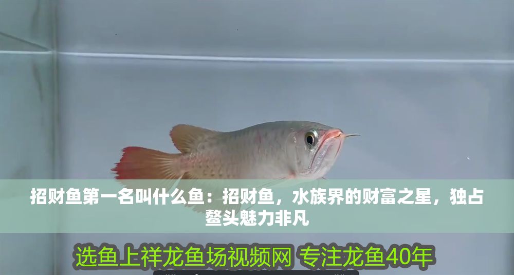 招財魚第一名叫什么魚：招財魚，水族界的財富之星，獨占鰲頭魅力非凡