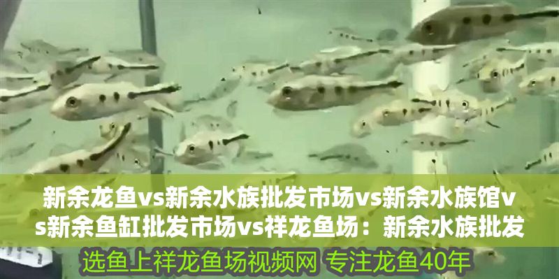 新余龍魚(yú)vs新余水族批發(fā)市場(chǎng)vs新余水族館vs新余魚(yú)缸批發(fā)市場(chǎng)vs祥龍魚(yú)場(chǎng)：新余水族批發(fā)市場(chǎng) 新余龍魚(yú)vs新余水族批發(fā)市場(chǎng)vs新余水族館vs新余魚(yú)缸批發(fā)市場(chǎng)vs祥龍魚(yú)場(chǎng)：新余水族批發(fā)市場(chǎng) 祥龍魚(yú)場(chǎng)各市分站 第2張