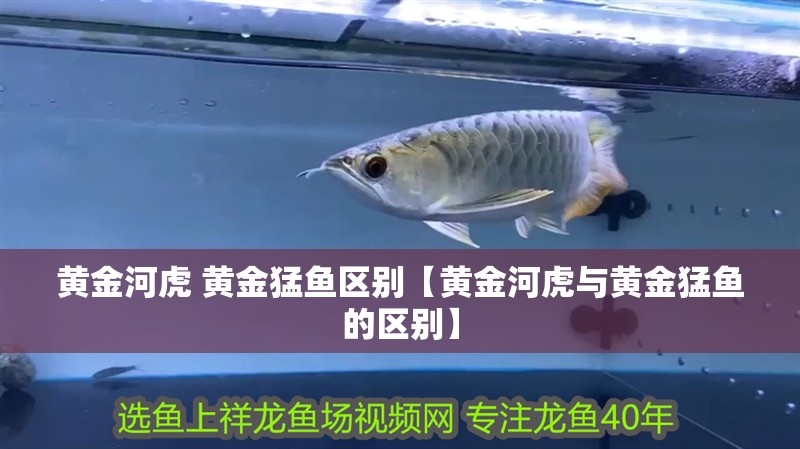 黃金河虎 黃金猛魚區別【黃金河虎與黃金猛魚的區別】
