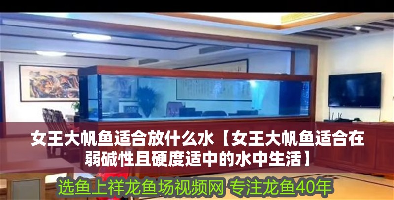 女王大帆魚適合放什么水【女王大帆魚適合在弱堿性且硬度適中的水中生活】