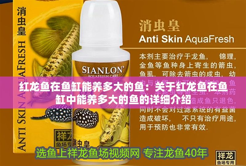 紅龍魚在魚缸能養(yǎng)多大的魚：關(guān)于紅龍魚在魚缸中能養(yǎng)多大的魚的詳細(xì)介紹