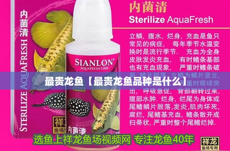 最貴龍魚【最貴龍魚品種是什么】