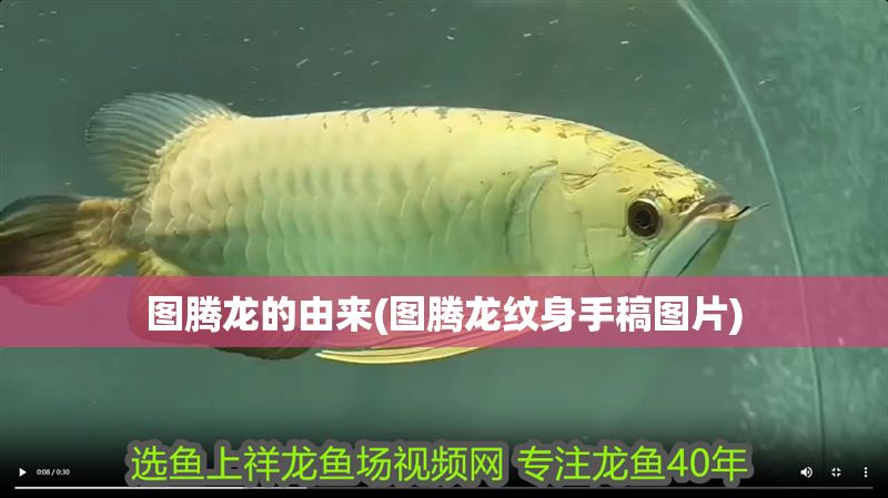 圖騰龍的由來(圖騰龍紋身手稿圖片) 圖騰龍的由來(圖騰龍紋身手稿圖片) 魟魚百科 第1張