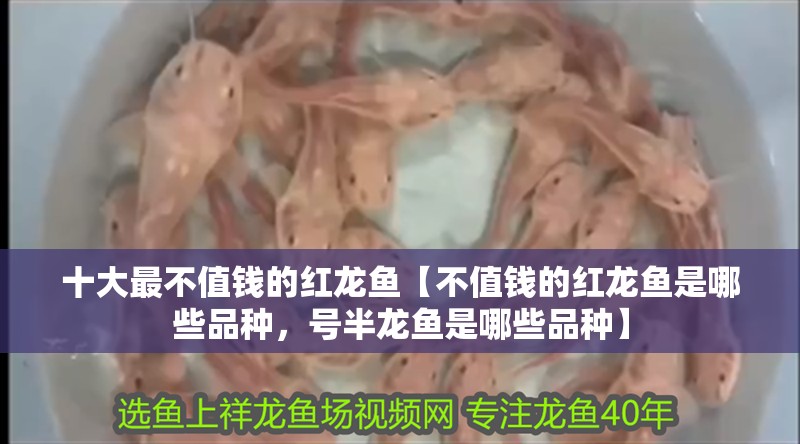十大最不值錢的紅龍魚【不值錢的紅龍魚是哪些品種，號(hào)半龍魚是哪些品種】