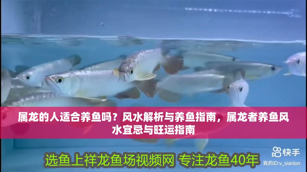 屬龍的人適合養(yǎng)魚嗎？風(fēng)水解析與養(yǎng)魚指南，屬龍者養(yǎng)魚風(fēng)水宜忌與旺運指南