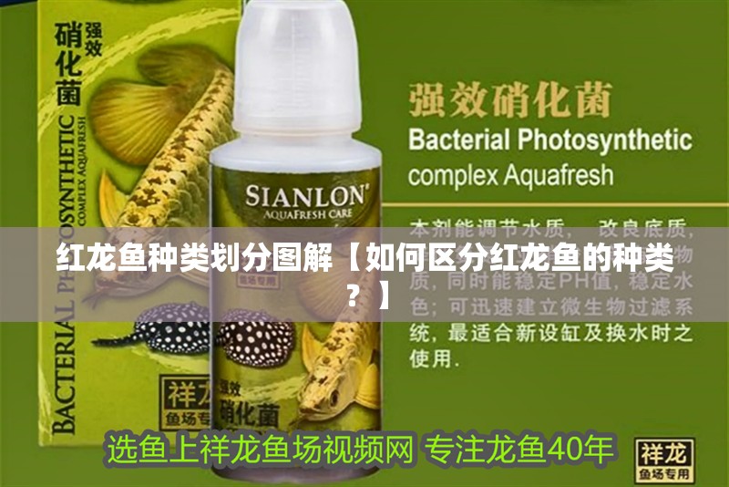 紅龍魚種類劃分圖解【如何區分紅龍魚的種類？】