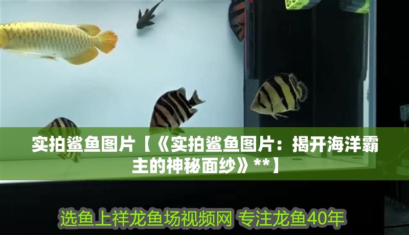 實拍鯊魚圖片【《實拍鯊魚圖片：揭開海洋霸主的神秘面紗》**】