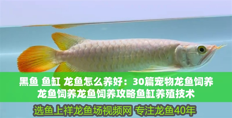 黑魚 魚缸 龍魚怎么養(yǎng)好：30篇寵物龍魚飼養(yǎng)龍魚飼養(yǎng)龍魚飼養(yǎng)攻略魚缸養(yǎng)殖技術(shù)