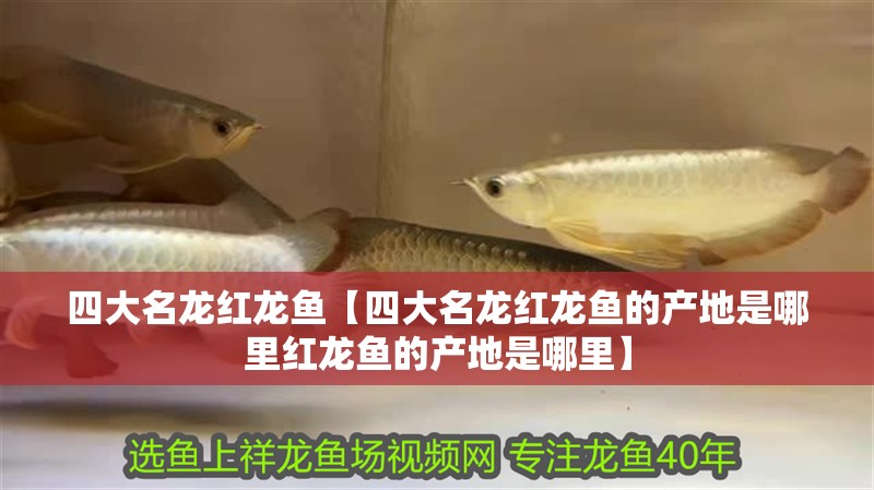 四大名龍紅龍魚【四大名龍紅龍魚的產地是哪里紅龍魚的產地是哪里】 四大名龍紅龍魚【四大名龍紅龍魚的產地是哪里紅龍魚的產地是哪里】 水族問答