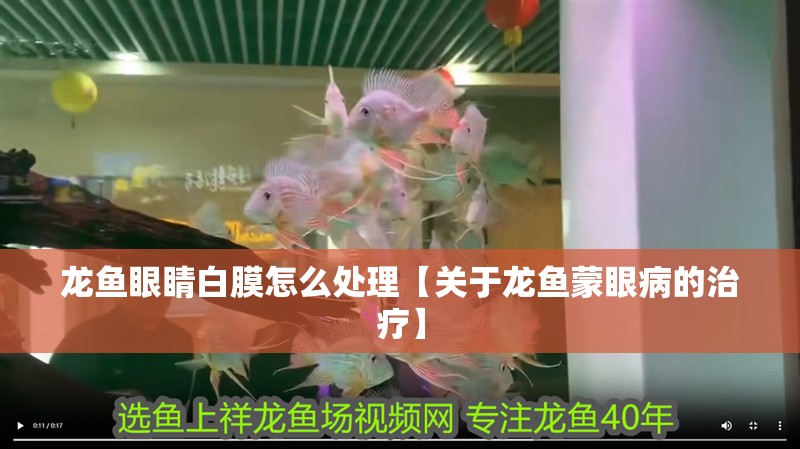 龍魚眼睛白膜怎么處理【關(guān)于龍魚蒙眼病的治療】
