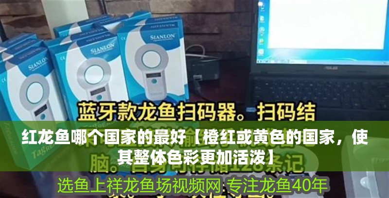 紅龍魚哪個國家的最好【橙紅或黃色的國家，使其整體色彩更加活潑】