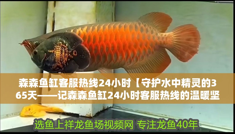 森森魚(yú)缸客服熱線24小時(shí)【守護(hù)水中精靈的365天——記森森魚(yú)缸24小時(shí)客服熱線的溫暖堅(jiān)守】