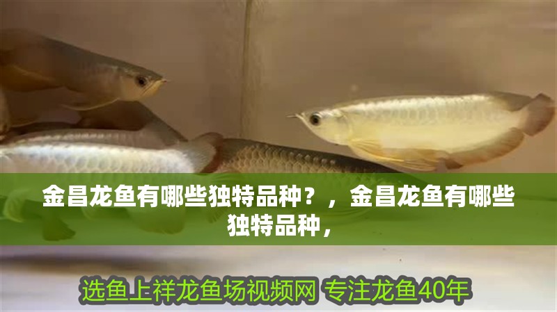 金昌龍魚有哪些獨特品種？，金昌龍魚有哪些獨特品種，