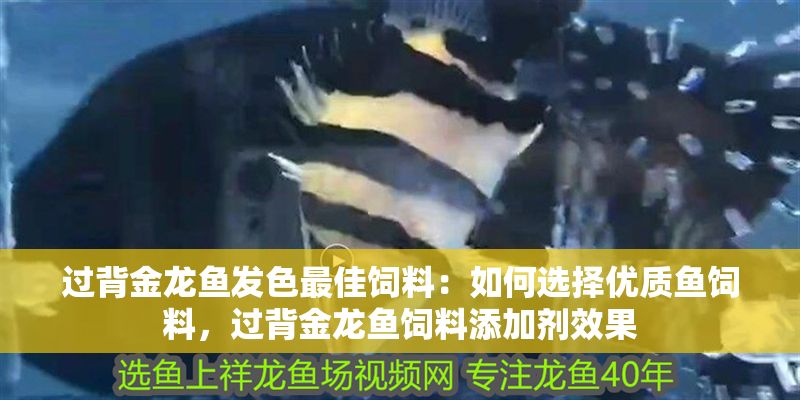 過背金龍魚發色最佳飼料：如何選擇優質魚飼料，過背金龍魚飼料添加劑效果