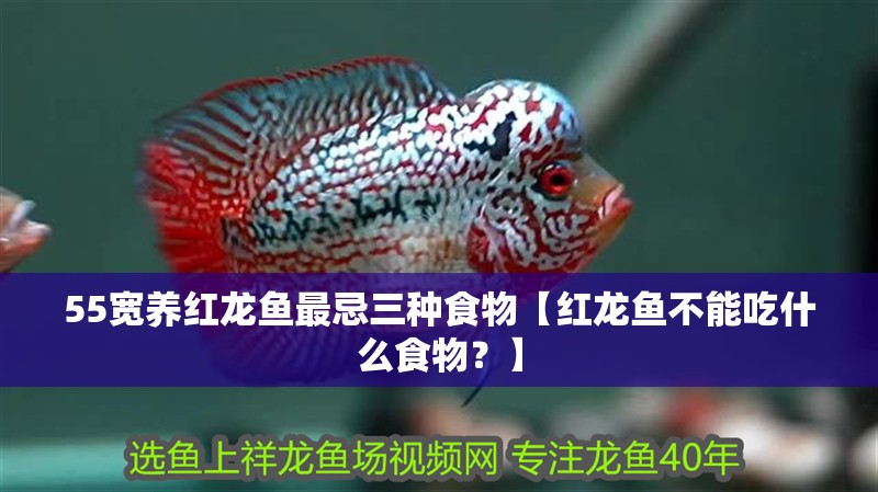 55寬養紅龍魚最忌三種食物【紅龍魚不能吃什么食物？】