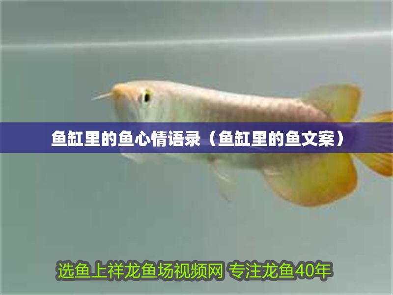 魚缸里的魚心情語錄(魚缸里的魚文案) 錦鯉魚百科 第1張 魚缸里的魚心情語錄(魚缸里的魚文案) 魚缸里的魚心情語錄(魚缸里的魚文案) 錦鯉魚百科 第1張