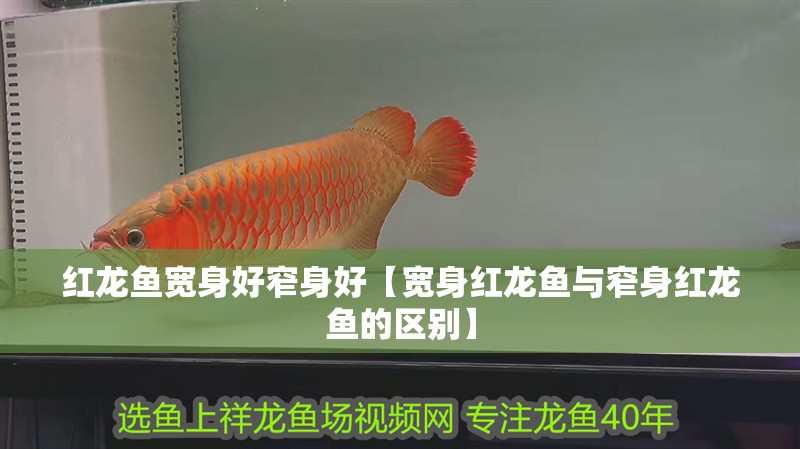 紅龍魚寬身好窄身好【寬身紅龍魚與窄身紅龍魚的區別】