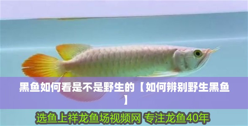 黑魚如何看是不是野生的【如何辨別野生黑魚】