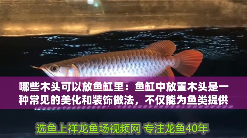 哪些木頭可以放魚缸里：魚缸中放置木頭是一種常見的美化和裝飾做法，不僅能為魚類提供棲息