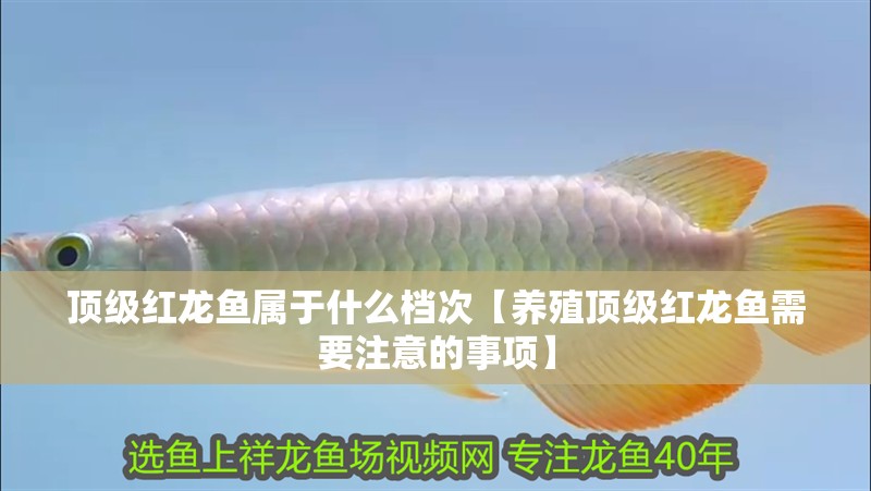 頂級紅龍魚屬于什么檔次【養殖頂級紅龍魚需要注意的事項】