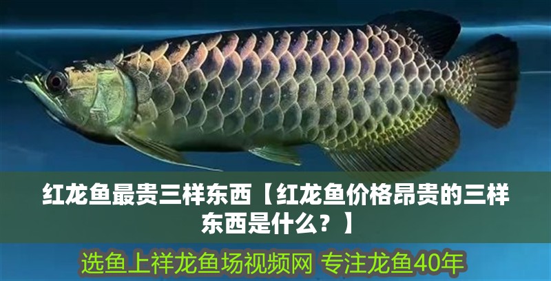 紅龍魚最貴三樣東西【紅龍魚價格昂貴的三樣東西是什么？】