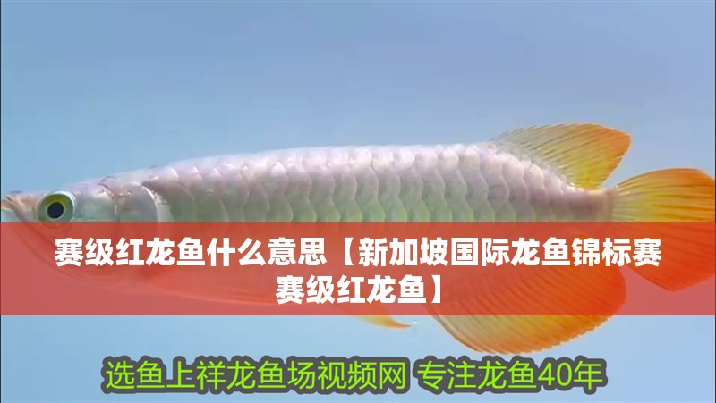 賽級紅龍魚什么意思【新加坡國際龍魚錦標賽賽級紅龍魚】