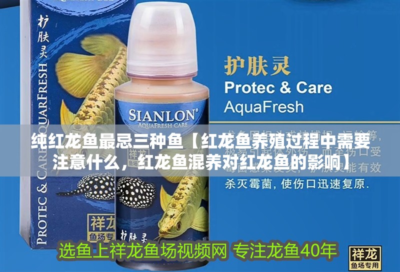 純紅龍魚最忌三種魚【紅龍魚養殖過程中需要注意什么，紅龍魚混養對紅龍魚的影響】