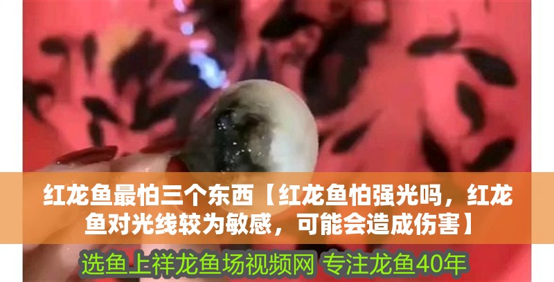 紅龍魚最怕三個東西【紅龍魚怕強光嗎，紅龍魚對光線較為敏感，可能會造成傷害】