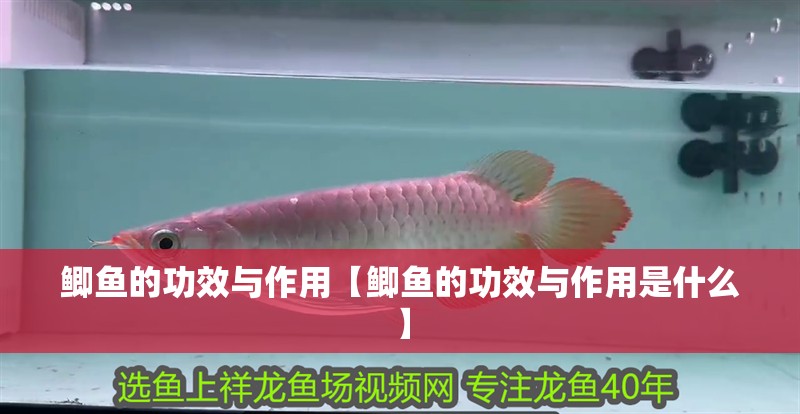 鯽魚的功效與作用【鯽魚的功效與作用是什么】