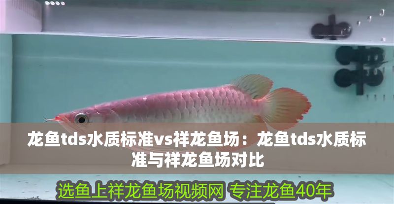 龍魚tds水質(zhì)標(biāo)準(zhǔn)vs祥龍魚場：龍魚tds水質(zhì)標(biāo)準(zhǔn)與祥龍魚場對比