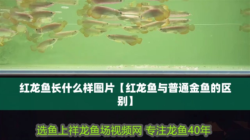 紅龍魚長什么樣圖片【紅龍魚與普通金魚的區別】